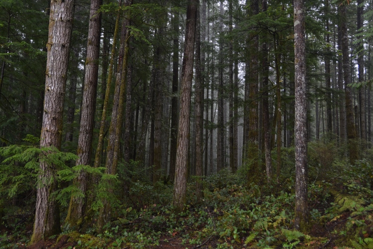 old-growth forest